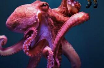 Octopus! online subtitrat